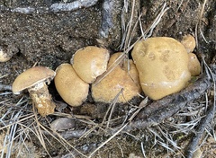Tylopilus rhodoconius