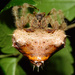 De Beer's Bolas Spider - Photo (c) suncana, some rights reserved (CC BY), uploaded by suncana