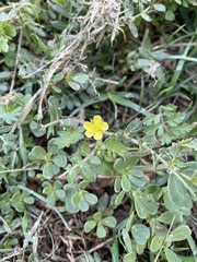 Tribulus terrestris