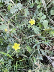 Tribulus terrestris
