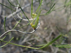Asparagus calcicola image