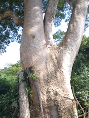 Albizia niopoides