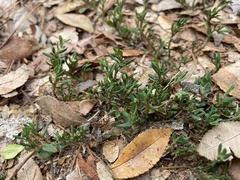 Polygonum aviculare