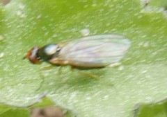 Chamaepsila
