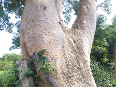 Albizia niopoides