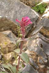 Penstemon calcareus