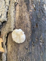 Crepidotus mollis