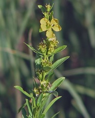 Heimia salicifolia
