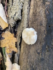 Crepidotus mollis