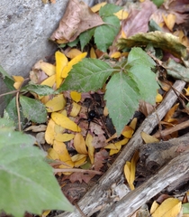 Latrodectus hesperus