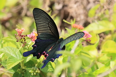 Papilio dialis