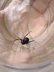 Latrodectus hesperus