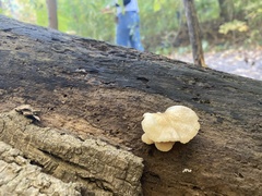 Crepidotus mollis