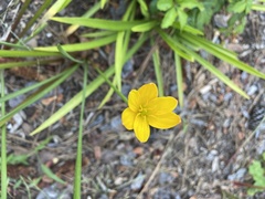 Zephyranthes citrina