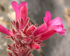 Penstemon calcareus