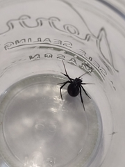 Latrodectus hesperus