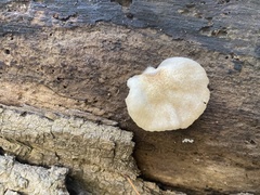 Crepidotus mollis
