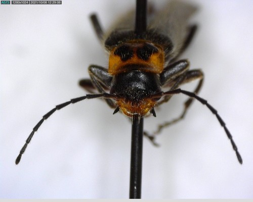 iNaturalist observation photo of Cyrtomoptera divisa
