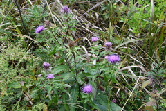 Cirsium vlassovianum