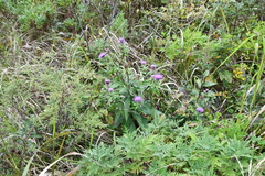 Cirsium vlassovianum