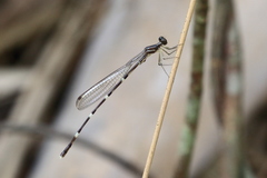 Protosticta taipokauensis