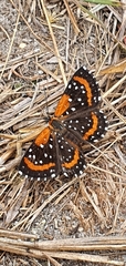 Lemonias stalachtioides
