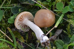Cuphophyllus colemannianus