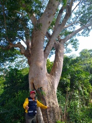 Albizia niopoides