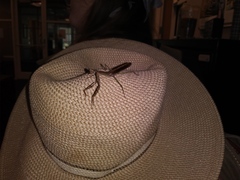 Stagmomantis floridensis
