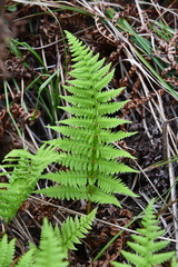 Athyrium yokoscense