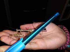 Stagmomantis floridensis