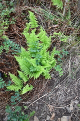 Athyrium yokoscense