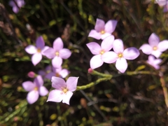 Lachnaea uniflora