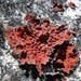 Red Toadskin Lichen - Photo (c) Nick Helme, some rights reserved (CC BY-SA), uploaded by Nick Helme