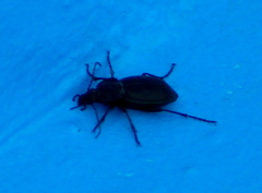 Carabus banonii
