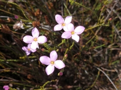 Lachnaea uniflora