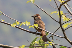 Pterorhinus sannio