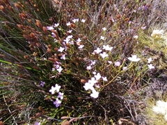 Lachnaea uniflora