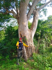 Albizia niopoides
