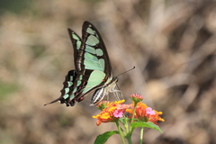 Graphium cloanthus