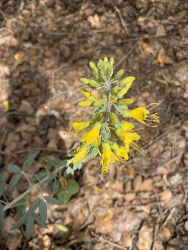 iNaturalist observation photo of Bladderpod