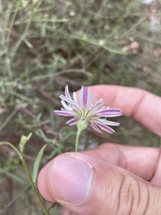 Malacothrix saxatilis
