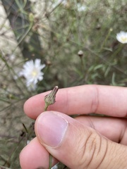 Malacothrix saxatilis