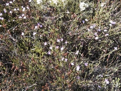 Lachnaea uniflora
