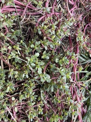 Portulaca oleracea
