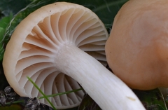 Cuphophyllus colemannianus