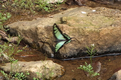 Graphium cloanthus