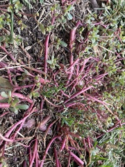 Portulaca oleracea