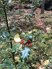 Ilex aquifolium