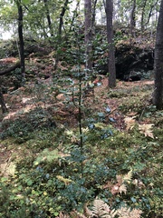 Ilex aquifolium